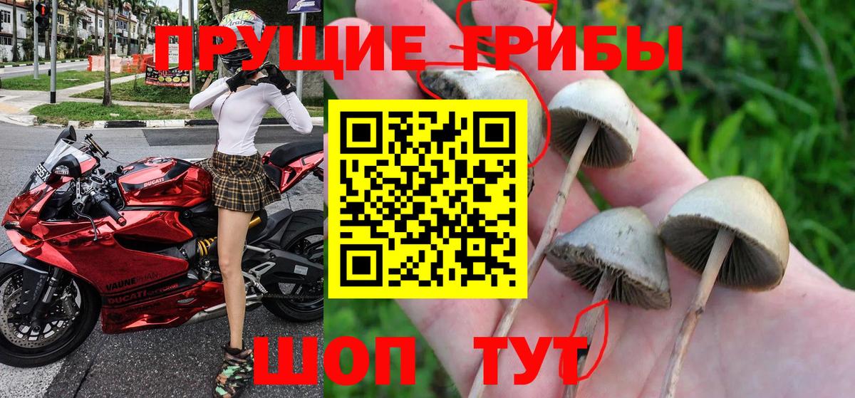 Псилоцибиновые грибы Cubensis Майкоп